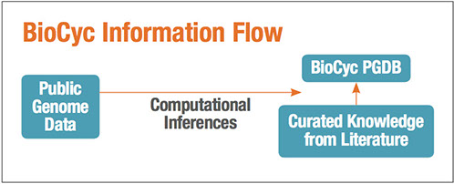 BioCyc flow figure