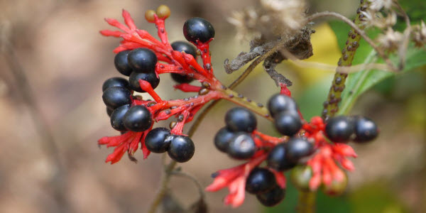 Rauvolfia serpentina, a plant with red stems and
		 blue-black berries