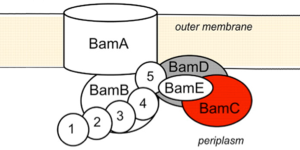 schematic showing arrangement of components of
		   the Bam complex with respect to the outer membrane
