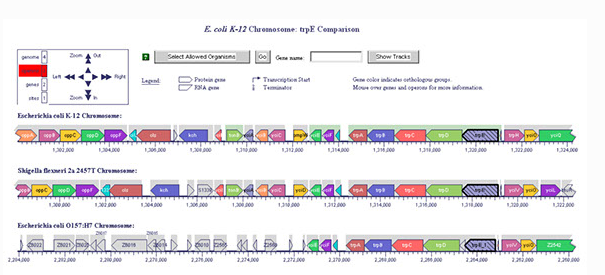 Comparative Genome Browser Image